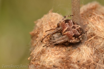 Agalenatea redii Common morph Copyright: Tone Killick