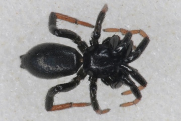 Drassyllus sp Copyright: Tim Hodge