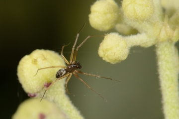 Unknown spider Braemar 1 Copyright: J G Snowball
