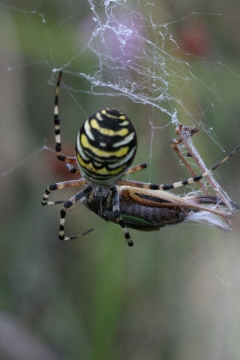With Bog Bush-cricket a favourite prey on humid heath Copyright: Ian Cross