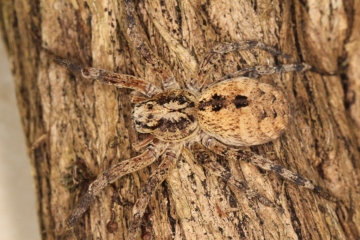 Zoropsis spinimana adult female Copyright: Peter Harvey