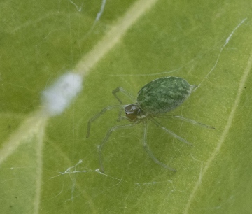 Nigma walckenaeri in Cambridge Copyright: Paul Rule