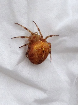 Garden Spider STock Copyright: Patsy Wysling
