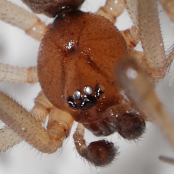 Steatoda grossa male 2016-05-11 bathroom 2 head detail Copyright: Ian Young