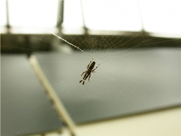 Uloborus plumipes - Wyevale Garden Centre 2