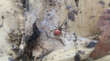 sandhurst spider Copyright: Dave Abbott