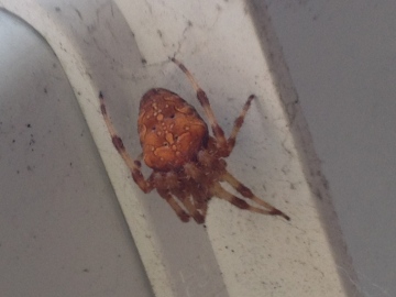 Unidentified Red Spider Copyright: Peter Matthews