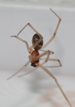 Steatoda grossa male 2016-05-11 bathroom 1 Copyright: Ian Young