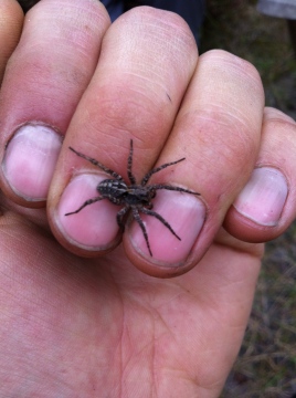 Unidentidied lycosidae 2 Copyright: Matthew Dowse
