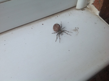 NO - Araneus Can someone please confirm this as a steatoda Copyright: Simeon Lloyd