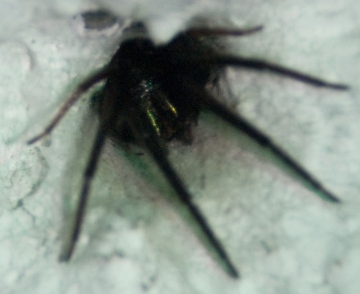 Segestria Florentina Two Copyright: Neil Wilkes