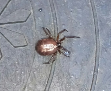 Hoo Spiders 1 Copyright: Christian Sloan-Murphy