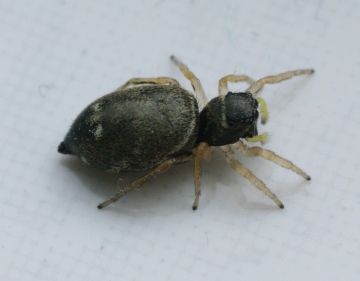 Is this Heliophanus cupreus Copyright: Roger Wright