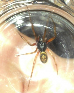 possible false widow Copyright: Rebecca Evans