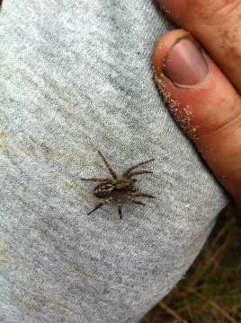 Unidentified lycosidae Copyright: Matthew Dowse