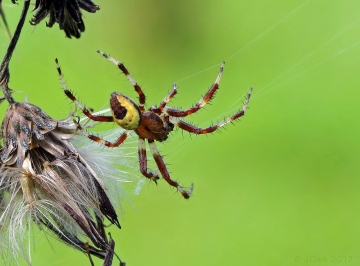 Araneus marmoreus var. pyramidatus - male Copyright: John Clark