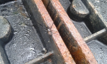 Drain dweller in Banavie Copyright: Michael Whelan