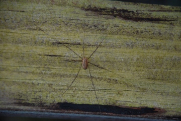 possible Opilio canestrinii Copyright: Don Matthews