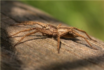 Pisaura mirabilis 2 Copyright: Nik Nimbus
