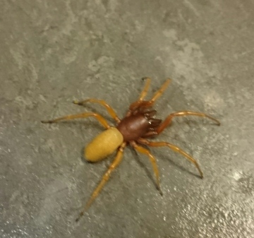 Woodlouse spider Copyright: Main Man
