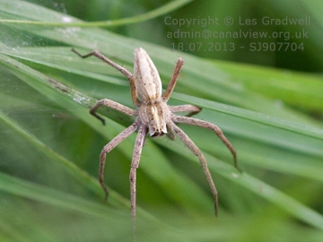 Identification-2 Copyright: Les Gradwell