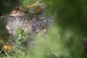 poss Agelena labyrinthica -2 (09-Jun-2015) Copyright: Allan Neilson