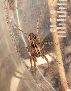 Mystery sand dune spider Burnham Overy Copyright: Andrew Bloomfield