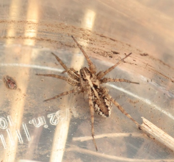 Mystery sand dune spider Burnham Overy image 2 Copyright: Andrew Bloomfield