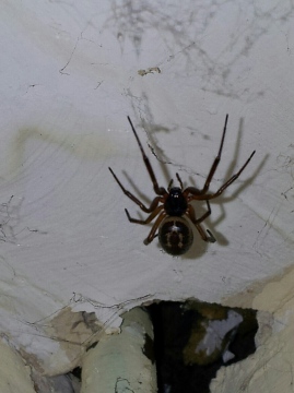help with id Copyright: Ben Scott