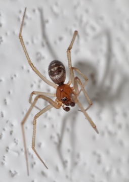 Steatoda grossa male 2016-05-11 bathroom 2 Copyright: Ian Young