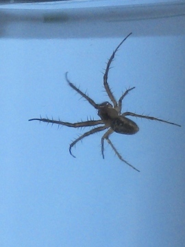 possible false widow again Copyright: Rebecca Evans