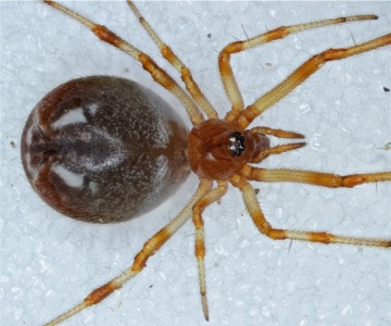 A. lunata dorsum Copyright: Andrew Keay
