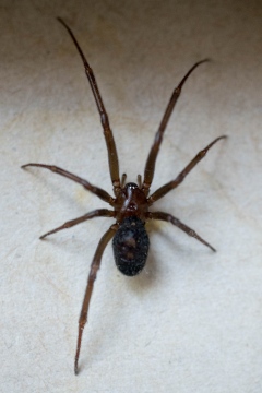 Unidentified all dark spider Copyright: Ben Epstein