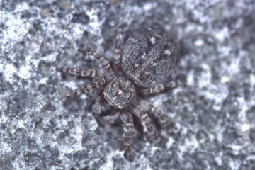 Sitticus pubescens female Copyright: Peter Harvey