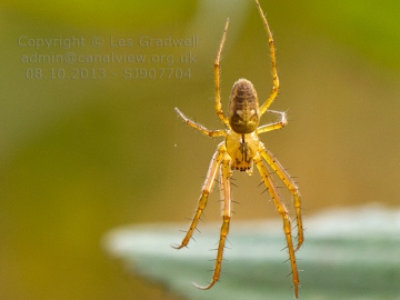 Identification-4 Copyright: Les Gradwell