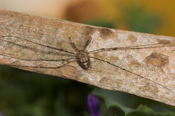 Dicranopalpus ramosus Female Copyright: Paul Richards