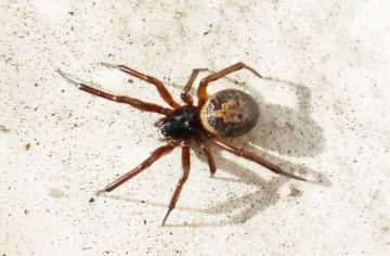 identification of spider Copyright: Michael Pennington