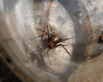 Spider from compost bin Copyright: Julie Stebbings
