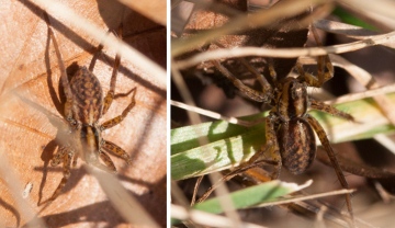 Hunting spider ID 2 Copyright: Rob Mills