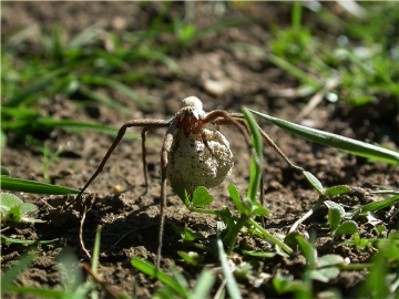 Pisaura mirabilis carrying Egg Sac Copyright: Nik Nimbus