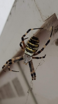 Argiope bruennichi (Harlow) Copyright: Luke Moxham