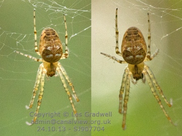 Identification-6 Copyright: Les Gradwell