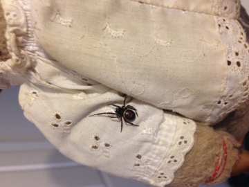 False Widow on a teddy bear Copyright: Sarah Faulkner