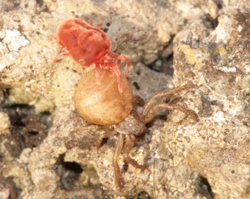 Thomisidae spider and mite Copyright: Katy Barwick