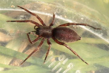 clubiona sp Copyright: Andrew Bloomfield