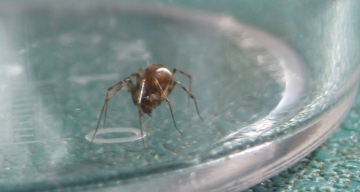 Lepthyphantes species