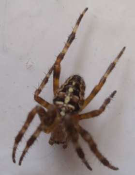 Araneus diadematus - Indoors Copyright: Jim Pewtress