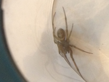 ID request 1 Copyright: Loretta Lloyd