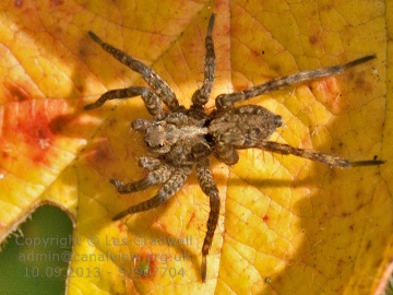 Identification3 Copyright: Les Gradwell