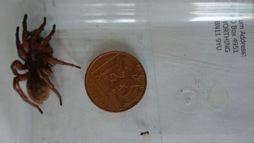 Unidentified record CBDC Copyright: David Blackledge